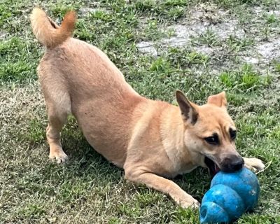 Terra-Good with cats-SEPT PROMO! - Mountain Cur & German Shepherd Dog Mix Female Dog for Adoption