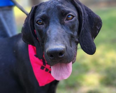 Liliana JuM - Hound & Great Dane Mix Female Puppy for Adoption