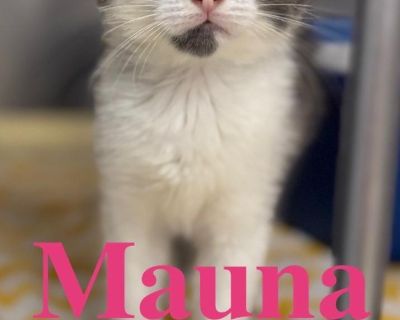 Child. Hair: long. Adoption process The first step in the adoption process is to come to the shelter to meet the pet in person. We will have you fill out a questionnaire to confirm the pet is a good fit for your family. If you are selected, there is an adoption contract and adoption fee we will have you complete. Please bring your Driver's License or other photo ID to complete the adoption proc...