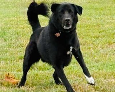 Barkley - Labrador Retriever Male Dog for Adoption