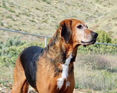 Tiny - Hound (Unknown Type)/Beagle Mix Male Dog for Adoption