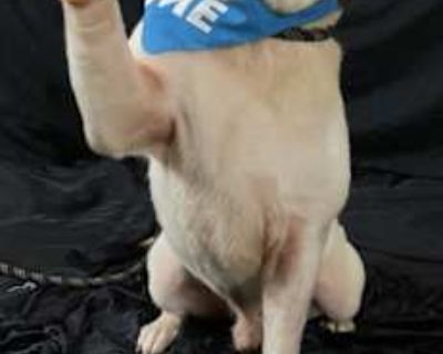 Dude Dixon - American Bulldog/Shar Pei Mix Male Dog for Adoption