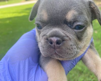 1 Male and 4 Female French Bulldog Puppies for Sale