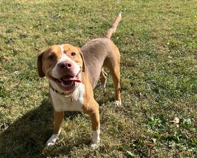 We do not require appointments and we do adoptions first-come, first-serve. Please visit Louisacounty.gov/animalshelter for information about adoption.. Health Vaccinations up to date, spayed / neutered.. Adult Male Large