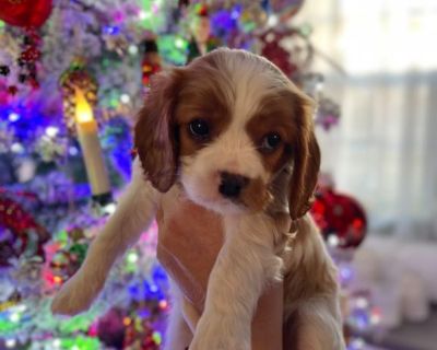 AKC Male Cavalier King Charles Spaniel