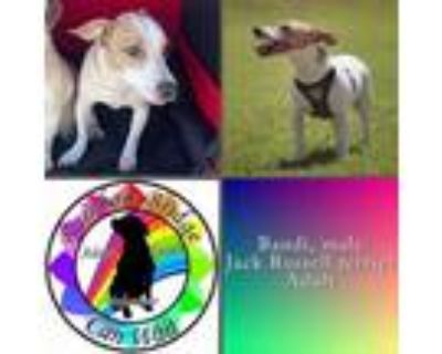 Adopt Bandi a Jack Russell Terrier