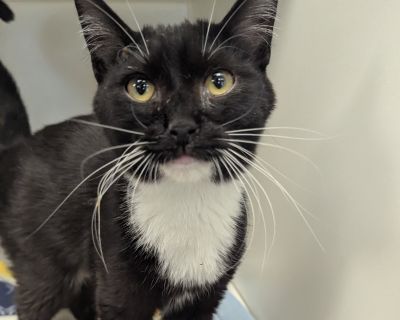 Smudge - Domestic Short Hair Male Cat for Adoption