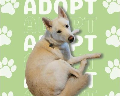 My name is Leo and I am so special that I even get a courtesy post! I am such a good boy and I have been overlooked for too long. My time is running out! Please read below! If you've been searching for a loyal companion who will stick by your side through every adventure and then curl up beside you at night, Leo ?is? your perfect match?! Leo is around 2 years old, about 60 lbs, and ?full of lab...