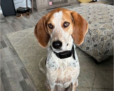 Luci - Female Puppy Bluetick Coonhound for Adoption