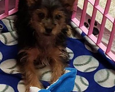 Nora - Yorkie, Yorkshire Terrier Female Puppy for Adoption