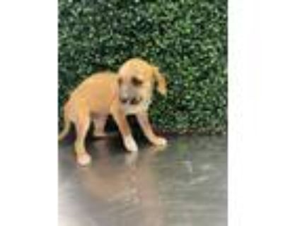 Adopt 52763005 a Terrier, Mixed Breed