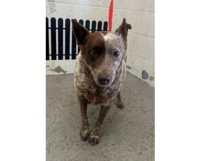 RESCUE PARTNER ONLY: VERITY - Australian Cattle Dog Female Dog for Adoption