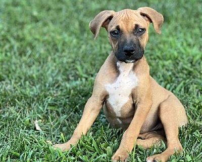 Bailey - Boxer/Bulldog Mix Female Puppy for Adoption