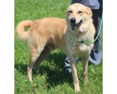 Boomer - Golden Retriever/Mixed Breed (Medium) Mix Male Dog for Adoption