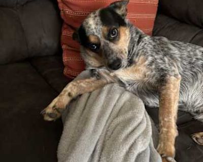 Bluey - Australian Cattle Dog Female Dog for Adoption