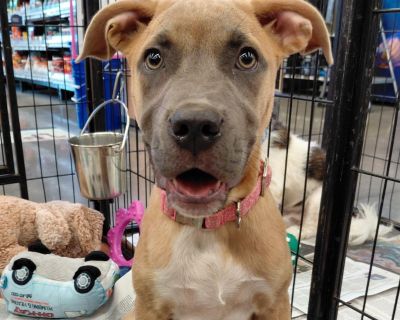 Meet Charlotte, a happy, playful pup with energy to spare! She's great with other dogs, loves playing with cats who don't mind her enthusiasm, and is always ready for fun. Charlotte is smart and eager to learn-she already knows commands like leave it and off, and she's picking up new ones every day with her foster mom. She's crate trained and about 80% potty trained, learning quickly with regul...