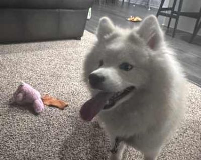 Beast - Pomsky Male Dog for Adoption