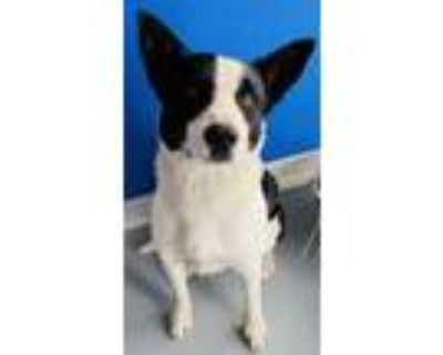 Adopt a Black - with White Border Collie / Mixed dog in Visalia, CA (33597483)