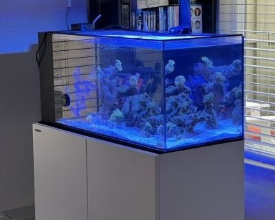 San Diego: Fiji 38 Gallon Peninsula Aquarium + Stand + Fiji Refugium + Custom cut Glass Lid
