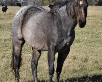2022 roan filly, Sun Frost/High Rolling Roany bred