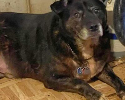 Radar - Labrador Retriever Male Dog for Adoption