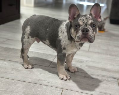 1 Male and 1 Female French Bulldog Puppies for Sale