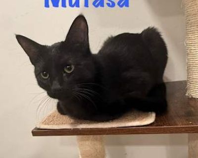 Mufasa - Domestic Shorthair Male Cat for Adoption
