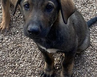 Bentley - German Shepherd Dog Male Puppy for Adoption