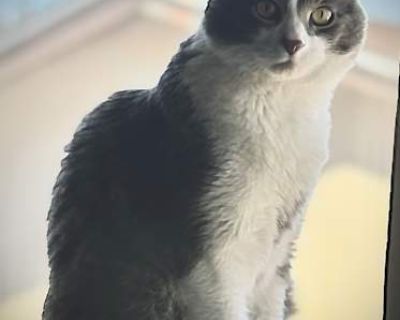 Nico - Domestic Mediumhair Male Cat for Adoption