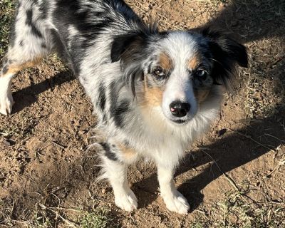 Meet Ava, she is a Mini-Aussie. She walks on a leash, is house trained, uses the doggie door and is fully vetted. She is the tiniest bundle of joy you'll ever lay your eyes on! This little pup is sure to capture your heart with her adorable antics and playful spirit. Although she may be small, Ava has a big personality and an even bigger heart. She's always up for an adventure and loves to expl...