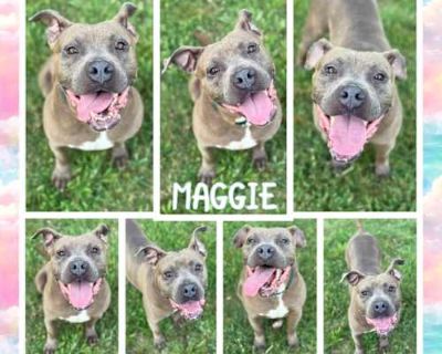 Maggie - American Pit Bull Terrier/Mixed Breed (Medium) Mix Female Dog for Adoption