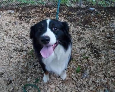 Romeo - Australian Shepherd Male Dog for Adoption