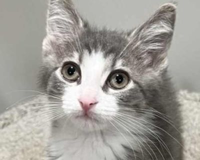 Smokey - Domestic Shorthair Male Cat for Adoption