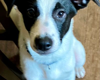 Elvis - English Pointer & Fox Terrier Mix Male Puppy for Adoption