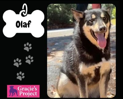 Olaf - German Shepherd Dog Mix Male Dog for Adoption