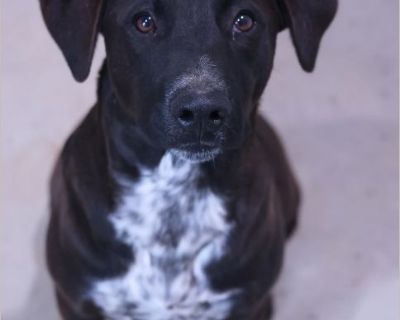 ROMAN - Male Puppy Australian Cattle Dog / Lab for Adoption