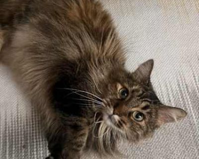 Gangy is such a spunky, funny, cuddly cat who loves to be the center of attention. She loves gazing out the window, watching cat tv, and snuggling in bed while you read a good book. Unfortunately, Gangy needs to be in an only animal home, as she is very aggressive with other animals, especially other cats. We aren t sure how she is with kids, but we think she would probably struggle with small ...