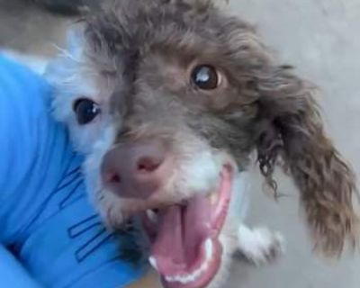 Mia E - Poodle (Miniature) Female Dog for Adoption