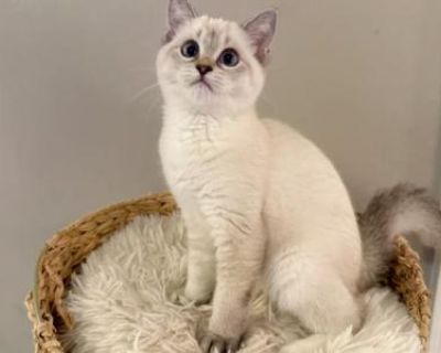 Vivi - Siamese Female Kitten For Sale