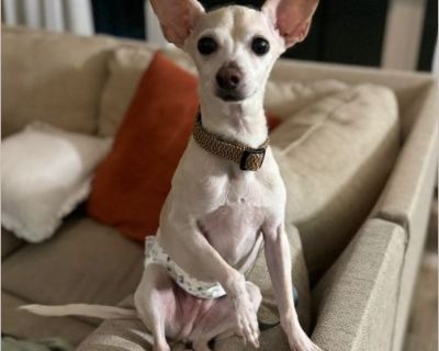 Scorpio - Male Puppy Chihuahua / Jack Russell for Adoption