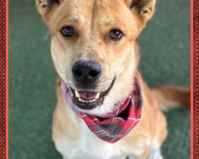 RORY - Shepherd & Carolina Dog Mix Male Dog for Adoption