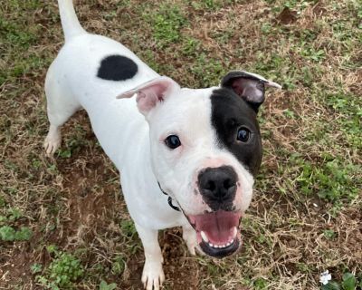 Amigo 12701 - Terrier, American Pit Bull/Terrier, American Staffordshire - Adult Male
