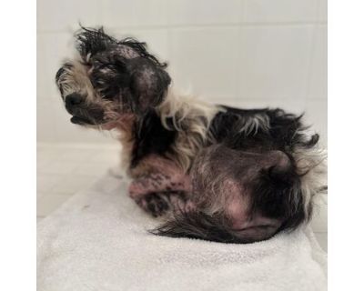 Violet - Shih Tzu Female Dog for Adoption