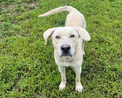 Fosbury - Labrador Retriever/Mixed Breed (Medium) Mix Male Dog for Adoption
