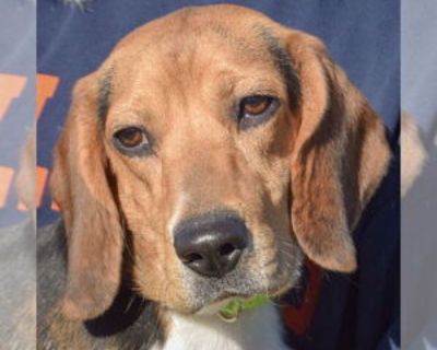 Benny - Male Bagle Hound Young for Adoption