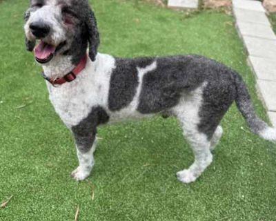 Tango - Poodle (Standard) Male Dog for Adoption