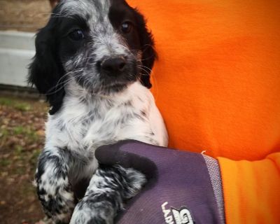 Cocker spaniel puppies store craigslist