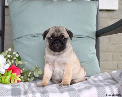 Nash - 12 Weeks Male Pug Puppy for Sale