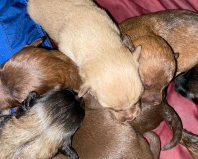 Puppies
