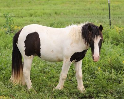 BELLBOTTOM MOONSHINE MAN2024 Miniature Gypsy ColtMoonshine is one special little guy looking for a new home. He is gentle, gentle, gentle for a yearling, not including the fact he is not gelded. He s 10.2 hands and registered with IGEA. Nothing bothers him. He has a been there done that personality and is very willing. Train him to drive, or train him to be the coolest riding pony; regardless o...